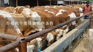 养殖肉牛要具备那些条件