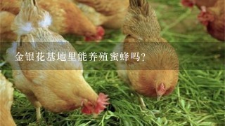 金银花基地里能养殖蜜蜂吗?