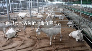 肉用鸡疾病防治措施有哪些？