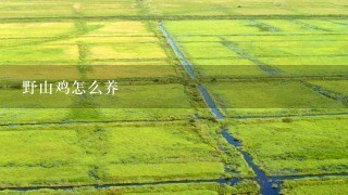 野山鸡怎么养