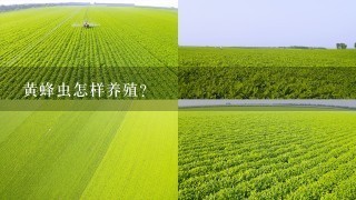 黄蜂虫怎样养殖？