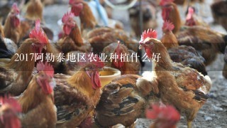 2017阿勒泰地区农业种植什么好