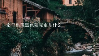 家里出现黑色硬壳虫是什么