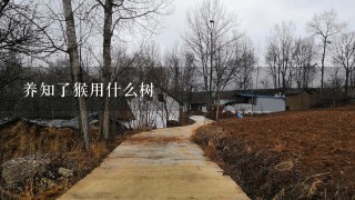 养知了猴用什么树