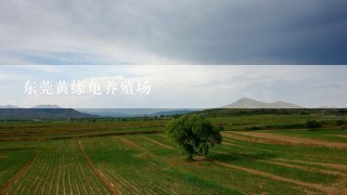 东莞黄缘龟养殖场