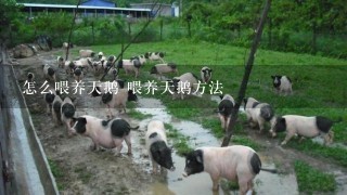 怎么喂养天鹅 喂养天鹅方法