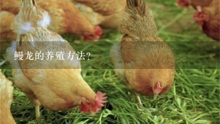 鳗龙的养殖方法？