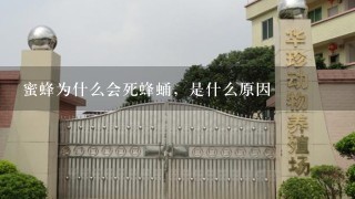 蜜蜂为什么会死蜂蛹，是什么原因