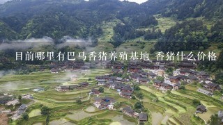 目前哪里有巴马香猪养殖基地 香猪什么价格