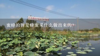 蜜蜂的脾是蜂蜜采什么做出来的？