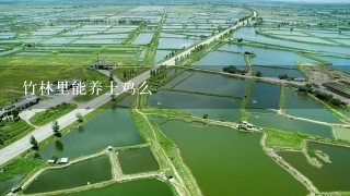 竹林里能养土鸡么