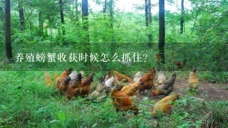 养殖螃蟹收获时候怎么抓住？