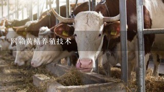 网箱黄鳝养殖技术