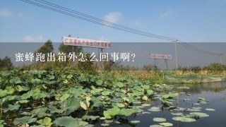 蜜蜂跑出箱外怎么回事啊？