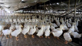 淡水鲳鱼吃什么饵料