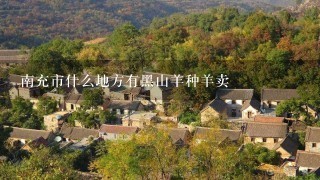 南充市什么地方有黑山羊种羊卖