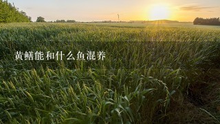 黄鳝能和什么鱼混养