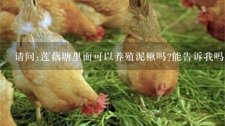 请问:莲藕塘里面可以养殖泥鳅吗?能告诉我吗?谢谢了