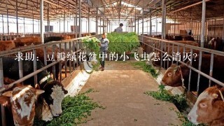 求助：豆瓣绿花盆中的小飞虫怎么消灭？