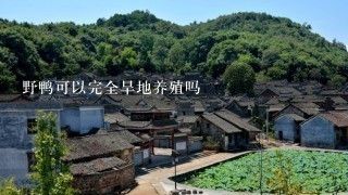 野鸭可以完全旱地养殖吗