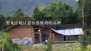 黑龙江地区适合养殖鸡的品种