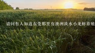 请问有人知道东莞那里有澳洲淡水小龙虾养殖场吗?(广东也可以)我想学养龙虾.前景好吗？谢谢大家