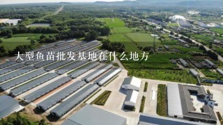 大型鱼苗批发基地在什么地方