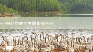 饲养乌贼处理的相关方法