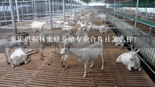 重庆珙桐林蜜蜂养殖专业合作社怎么样？