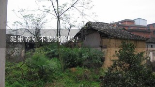 泥鳅养殖不愁销路吗？