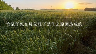 竹鼠仔死在母鼠肚子是什么原因造成的