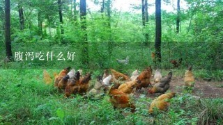 腹泻吃什么好