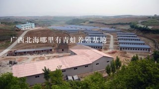 广西北海哪里有青蛙养殖基地