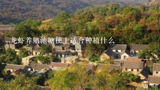 龙虾养殖池塘梗上适合种植什么