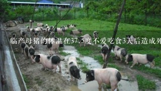 临产母猪的体温在<br/>37、5度不爱吃食3天后造成死亡是什么病