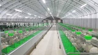 饲养乌贼处理的相关方法