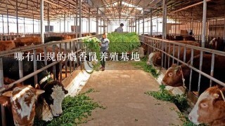 哪有正规的麝香鼠养殖基地