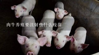 肉牛养殖要注射些什么疫苗