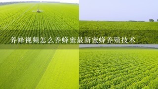 养蜂视频怎么养蜂蜜最新蜜蜂养殖技术