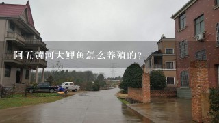 阿五黄河大鲤鱼怎么养殖的？