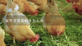 家里养猪苍蝇多怎么办