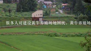 很多人对建设黄牛养殖场地困扰，黄牛养殖场地怎么建