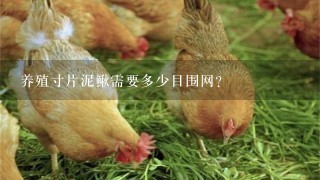 养殖寸片泥鳅需要多少目围网？