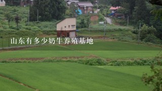 山东有多少奶牛养殖基地