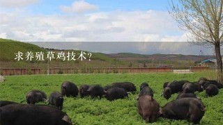 求养殖草鸡技术？