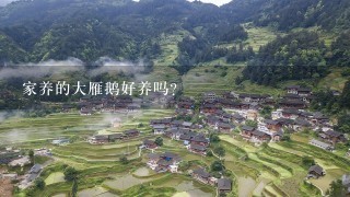 家养的大雁鹅好养吗?