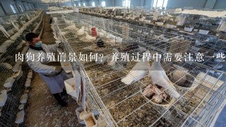 肉狗养殖前景如何？养殖过程中需要注意一些什么细节