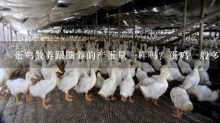 蛋鸡散养跟圈养的产蛋量一样吗？蛋鸡一般多久就减量或不产蛋了？