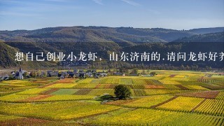 想自己创业小龙虾，山东济南的.请问龙虾好养吗