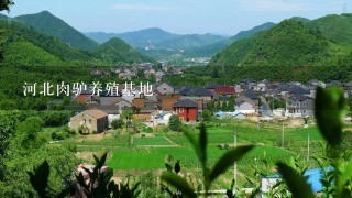 河北肉驴养殖基地